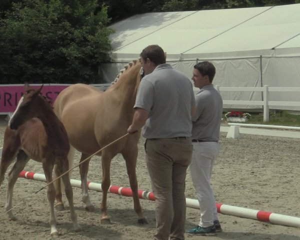 Stuten- und Fohlenschau Bedburg 2019