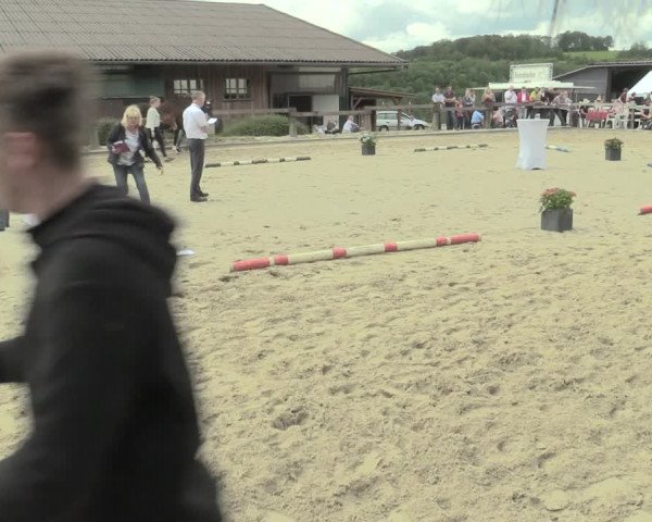 LVM-Sichtung Fohlenchampionat und Stutenschau in Drolshagen 2019