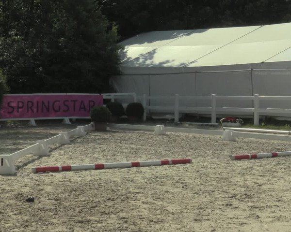 Stuten- und Fohlenschau Bedburg 2019