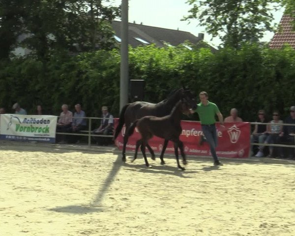 LVM-Sichtung Fohlenchampionat und Stutenschau Münster-Albachten 2019