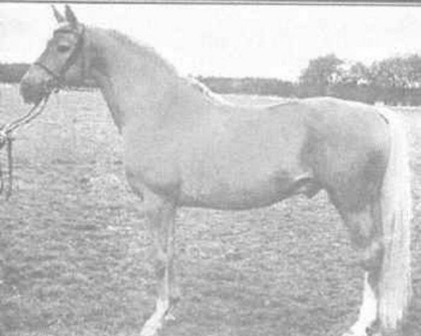 Deckhengst Sylfou xx (Englisches Vollblut, 1959, von Djefou xx)