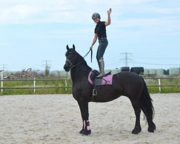 Dressurpferd Ferdinand (Friese, 2007)