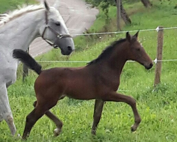 Springpferd Can Be D (Hannoveraner, 2014, von Contendro I)