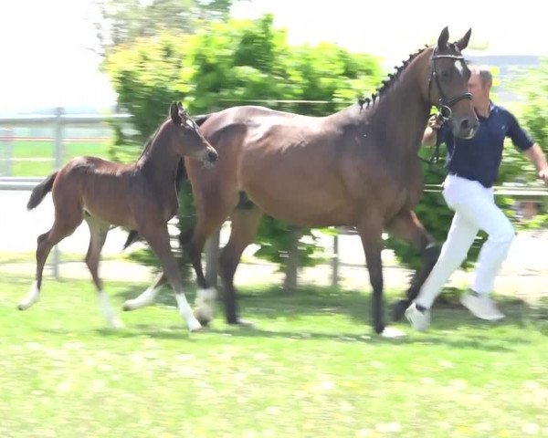Bayerische Warmblut Fohlenauktion anlässlich der Pferd International