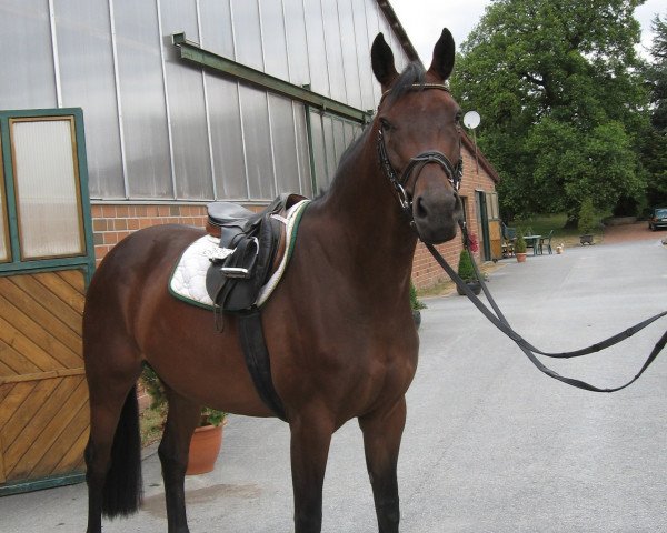 horse Caprice (Westphalian, 2006, from Cayetano L)