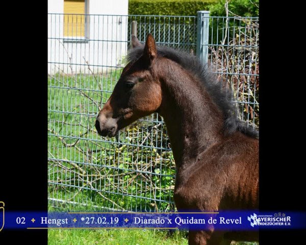 Bayerische Warmblut Fohlenauktion anlässlich der Pferd International