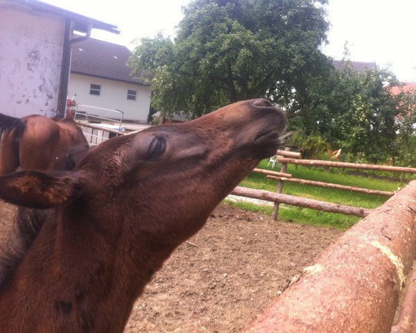 horse Her Majesty's Glory (Austrian Warmblood, 2014, from Heinrich Heine)