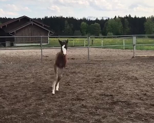 Bayerische Warmblut Fohlenauktion anlässlich der Pferd International