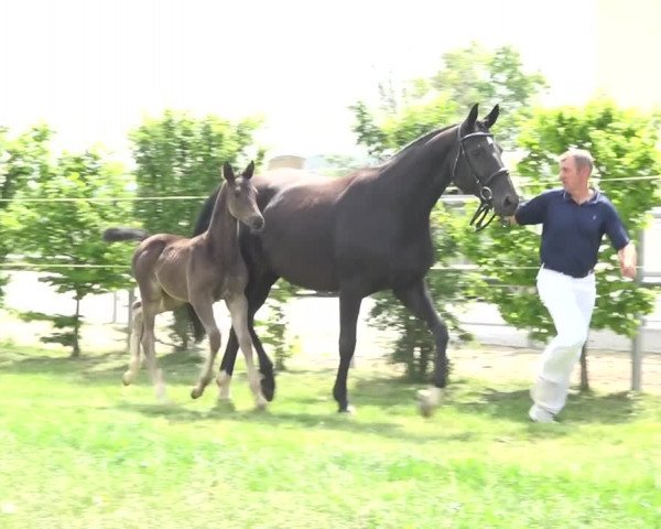 Bayerische Warmblut Fohlenauktion anlässlich der Pferd International