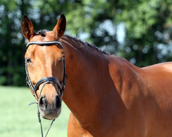 Pferd Galvano M (Österreichisches Warmblut, 1999, von Garejev M)