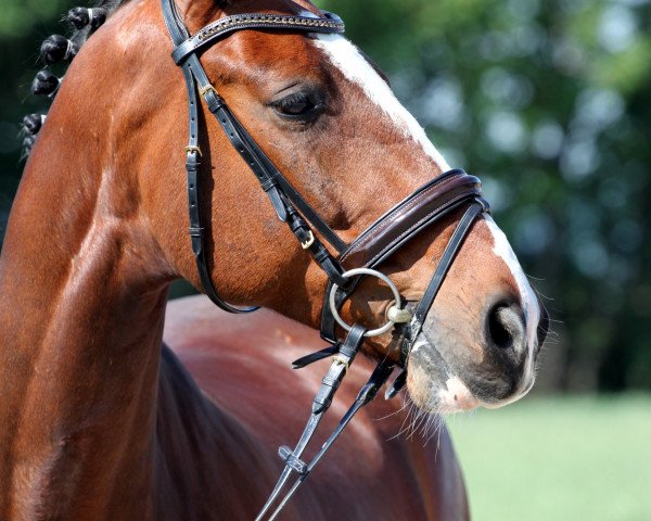 Dressurpferd Obora's Giordano RK (Österreichisches Warmblut, 2005, von Griseldi)