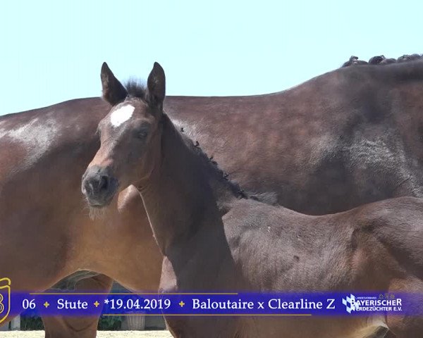 15. Bayerische Elite-Warmblut-Fohlenauktion