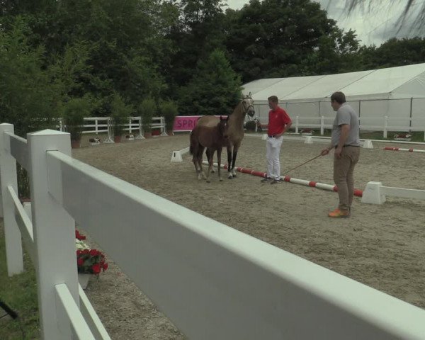 Stuten- und Fohlenschau Bedburg 2019