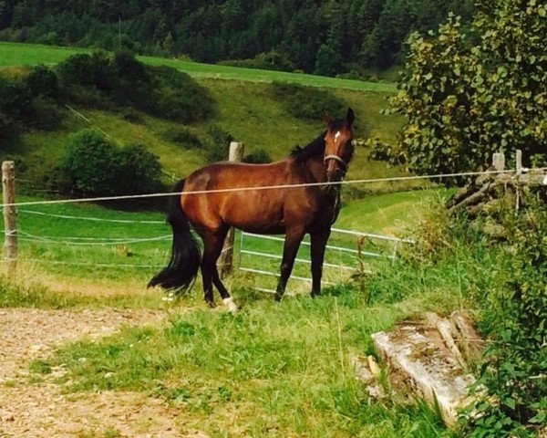 jumper Rainbow Lady (Bavarian, 2005, from Da Lisco)