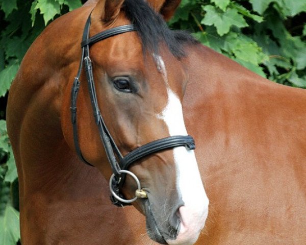 horse Sundowner's Delaney (Oldenburg, 2009, from Sorento OLD)