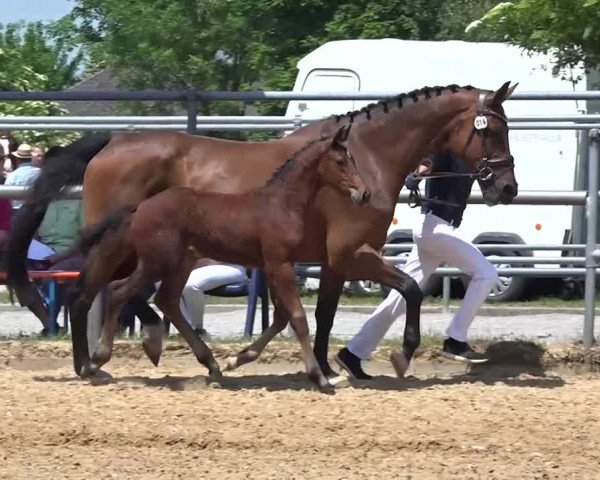 15. Bayerische Elite-Warmblut-Fohlenauktion