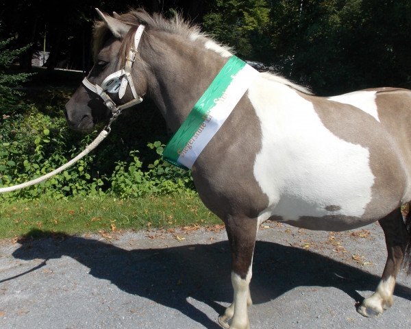 Zuchtstute Pandora vom Rindergraben (Shetland Pony, 2011, von Silbersees Ludger)