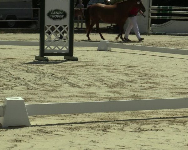 LVM-Sichtung Fohlenchampionat und Stutenschau Münster-Albachten 2019
