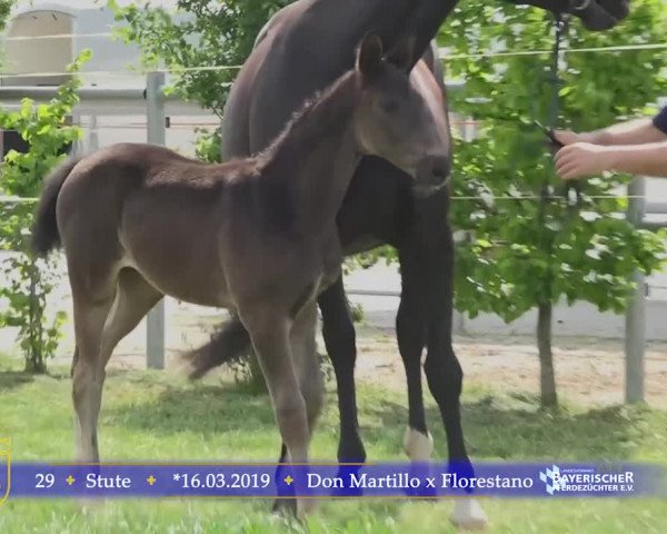 15. Bayerische Elite-Warmblut-Fohlenauktion