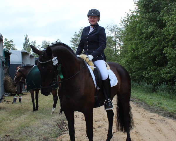 broodmare Holiday Affair (Hanoverian, 2005, from Hohenstein I)