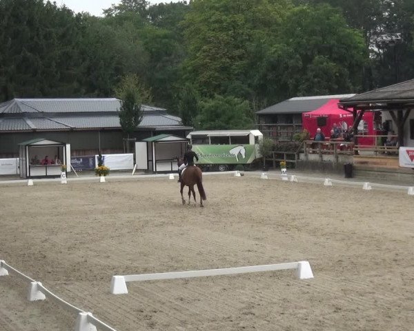 Reitsport Festival am Gut Jagenberg - Solingen 2021