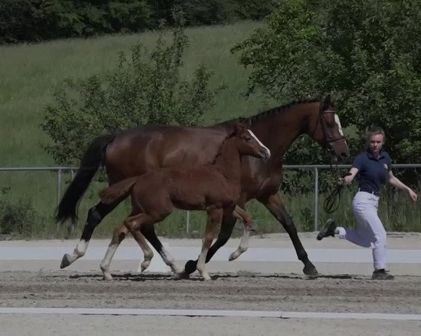 15. Bayerische Elite-Warmblut-Fohlenauktion