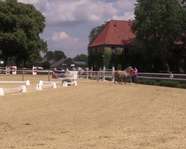 Stuten- und Fohlenschau Warendorf 2019