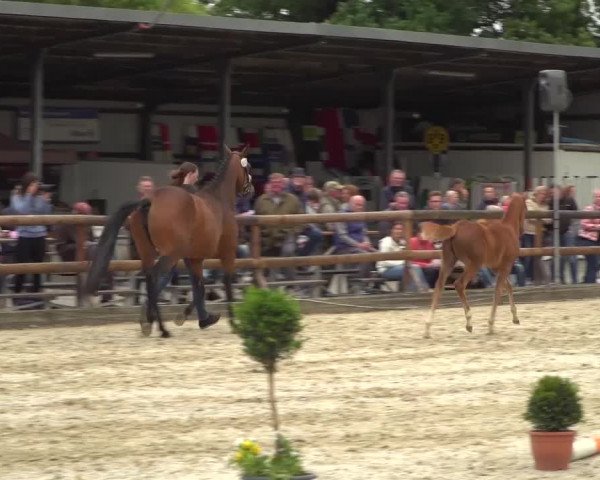 Stuten- und Fohlenschau Kirchhellen - Feldhausen 2019