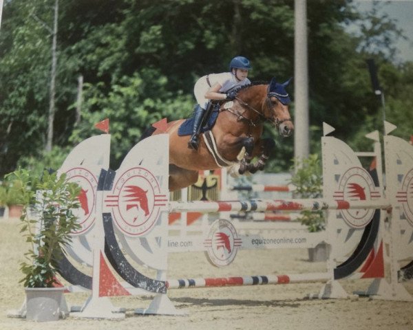 jumper It's El Primeros Girl (KWPN (Royal Dutch Sporthorse), 2013, from El Primero)