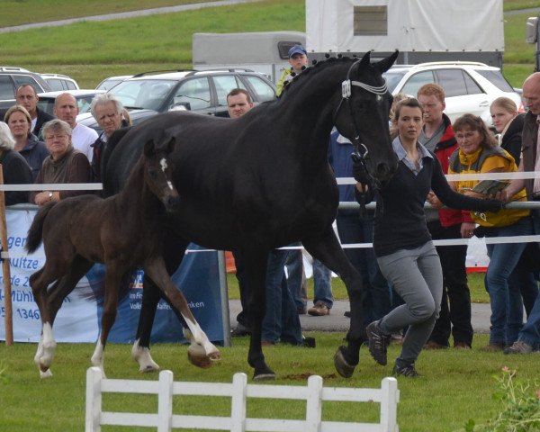 Zuchtstute Dana (Westfale, 2008, von Del Cento)