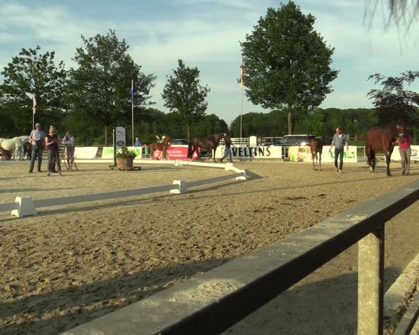 LVM-Sichtung Fohlenchampionat und Stutenschau Münster-Albachten 2019