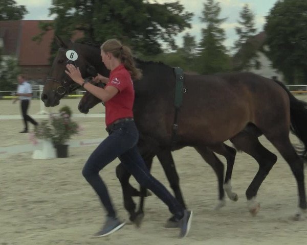 Stuten- und Fohlenschau Ennigerloh 2019