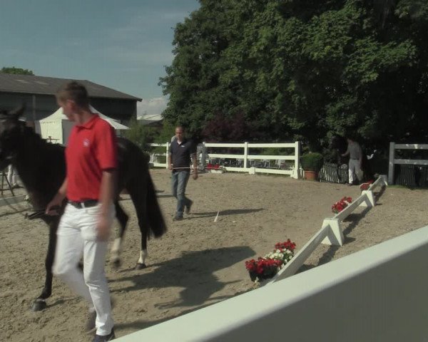 Stuten- und Fohlenschau Bedburg 2019