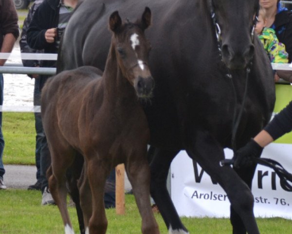 broodmare Serafina (Westphalian, 2014, from Serafino 32)