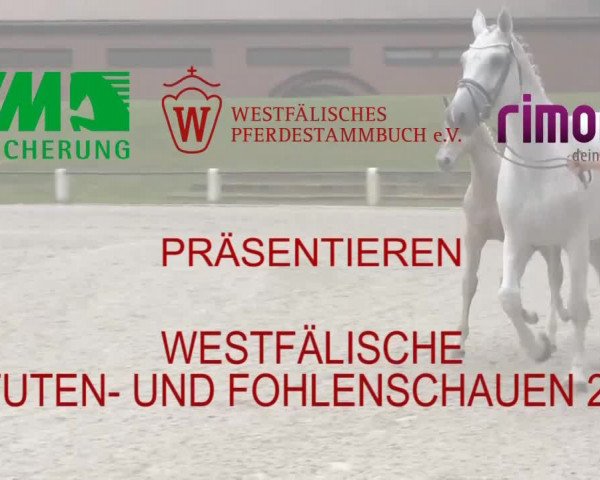 Stuten- und Fohlenschau Wettringen 2019