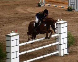jumper Rascudo (Hanoverian, 2006, from Rascalino)