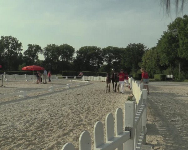 LVM-Sichtung Fohlenchampionat 2019 Münster-Handorf