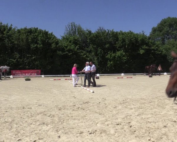 Stuten- und Fohlenschau Brakel 2019