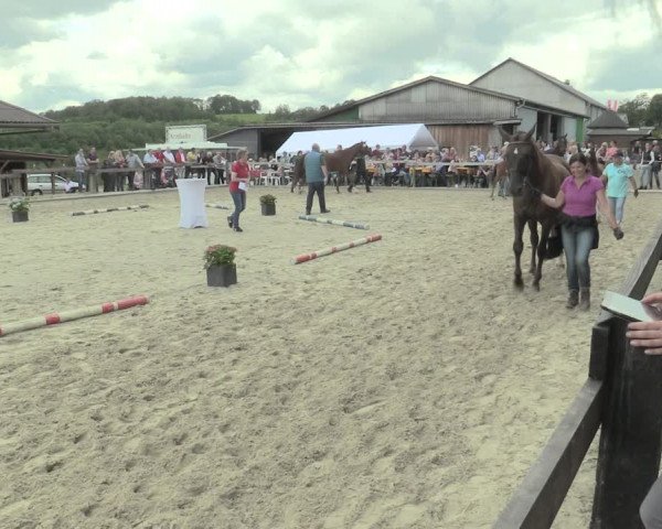 LVM-Sichtung Fohlenchampionat und Stutenschau in Drolshagen 2019