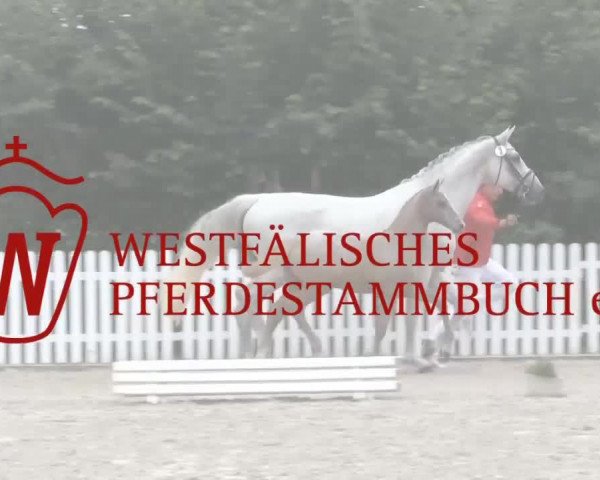 Stuten- und Fohlenschau Wettringen 2019