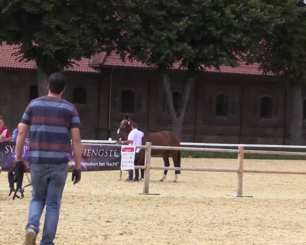 Stuten- und Fohlenschau Warendorf 2019