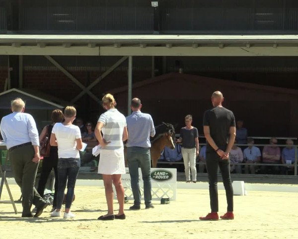 LVM-Sichtung Fohlenchampionat und Stutenschau Münster-Albachten 2019