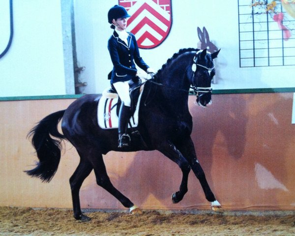 dressage horse Herzbube A (Oldenburg, 2007, from Hofrat) dressage horse Herzbube A (Oldenburg, 2007, from Hofrat)