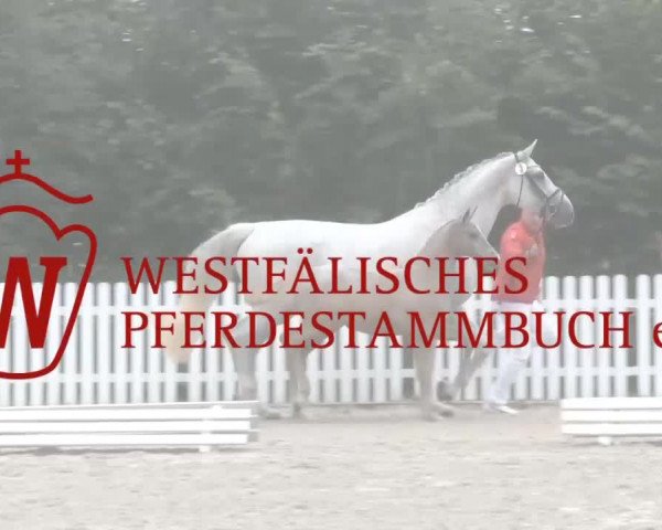 Stuten- und Fohlenschau Wettringen 2019