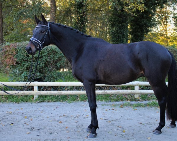 jumper Herzbeben S (Trakehner, 2018, from Schwarzgold)