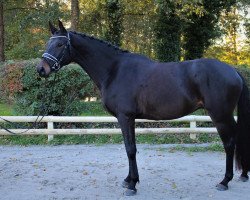 jumper Herzbeben S (Trakehner, 2018, from Schwarzgold)