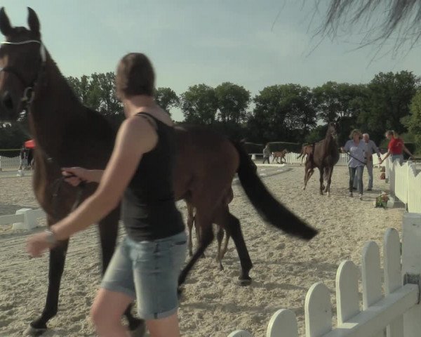 LVM-Sichtung Fohlenchampionat 2019 Münster-Handorf