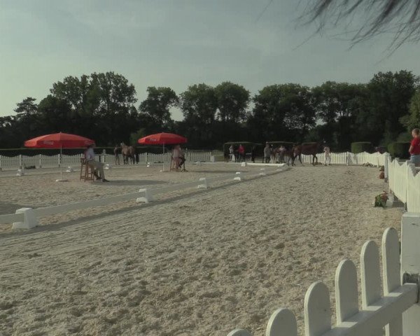 LVM-Sichtung Fohlenchampionat 2019 Münster-Handorf