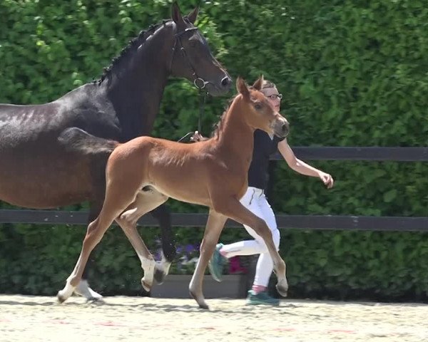 15. Bayerische Elite-Warmblut-Fohlenauktion