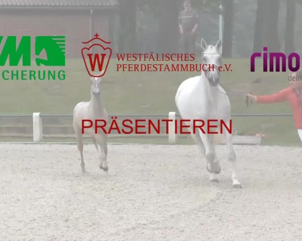Stuten- und Fohlenschau Detmold 2019